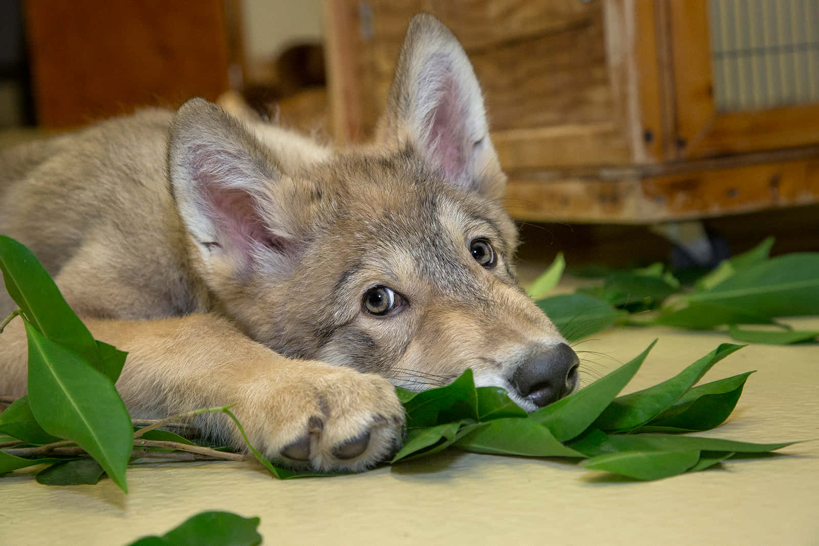 Adorable Wolf Pup Exploring The Wild Background