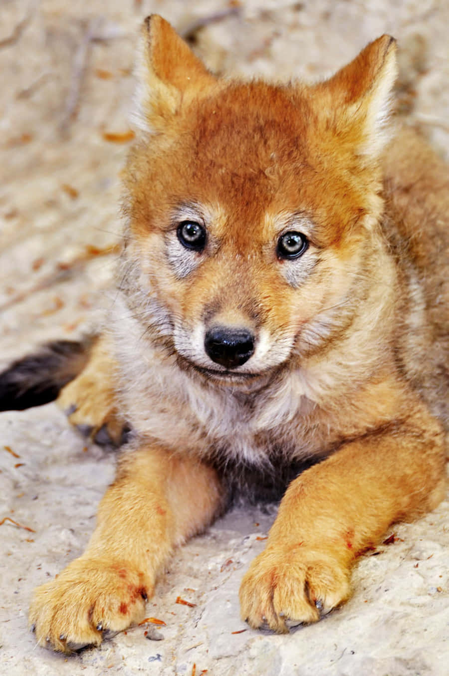 Adorable Wolf Pup Exploring The Wilderness