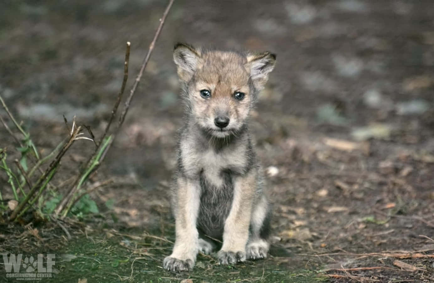 Adorable Wolf Pup Exploring The Wilderness Background