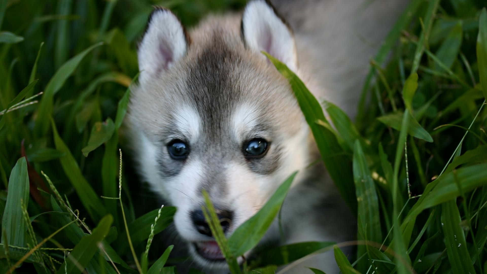 Adorable Wolf Pup In A Forest Clearing Background