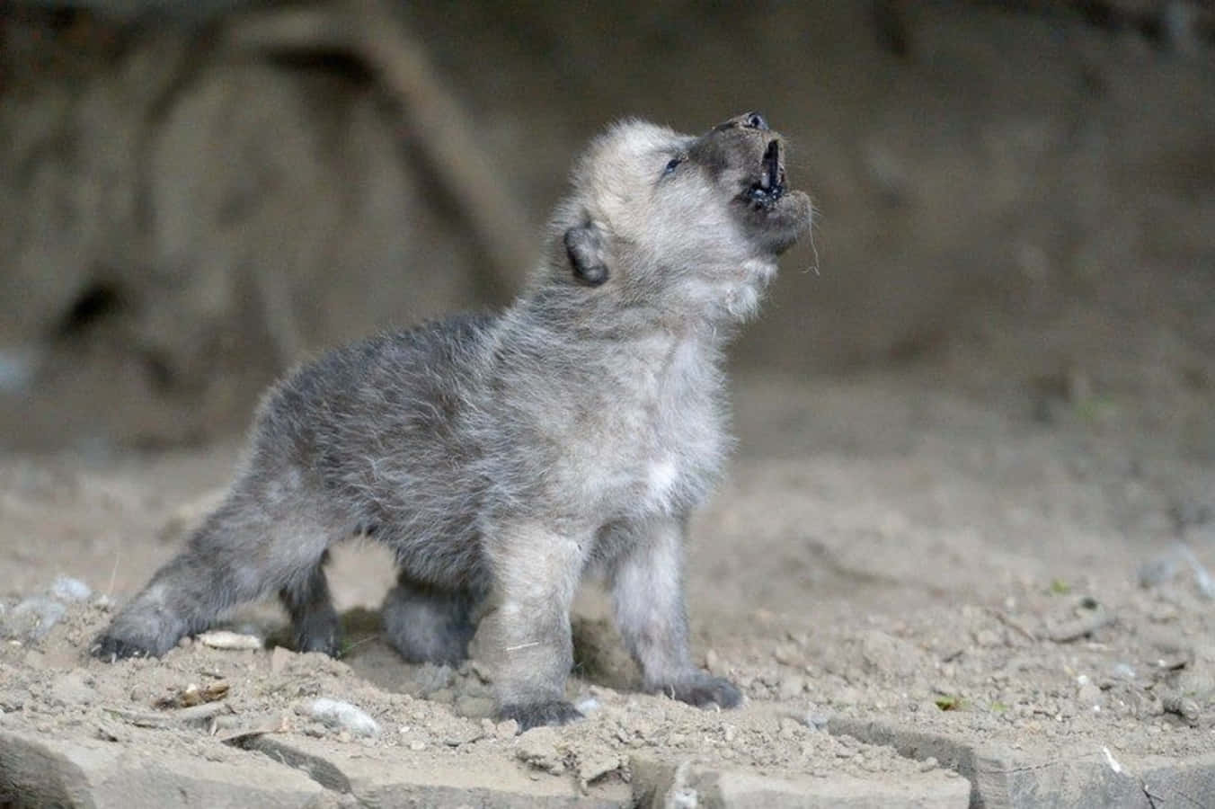 Adorable Wolf Pup In A Natural Setting Background