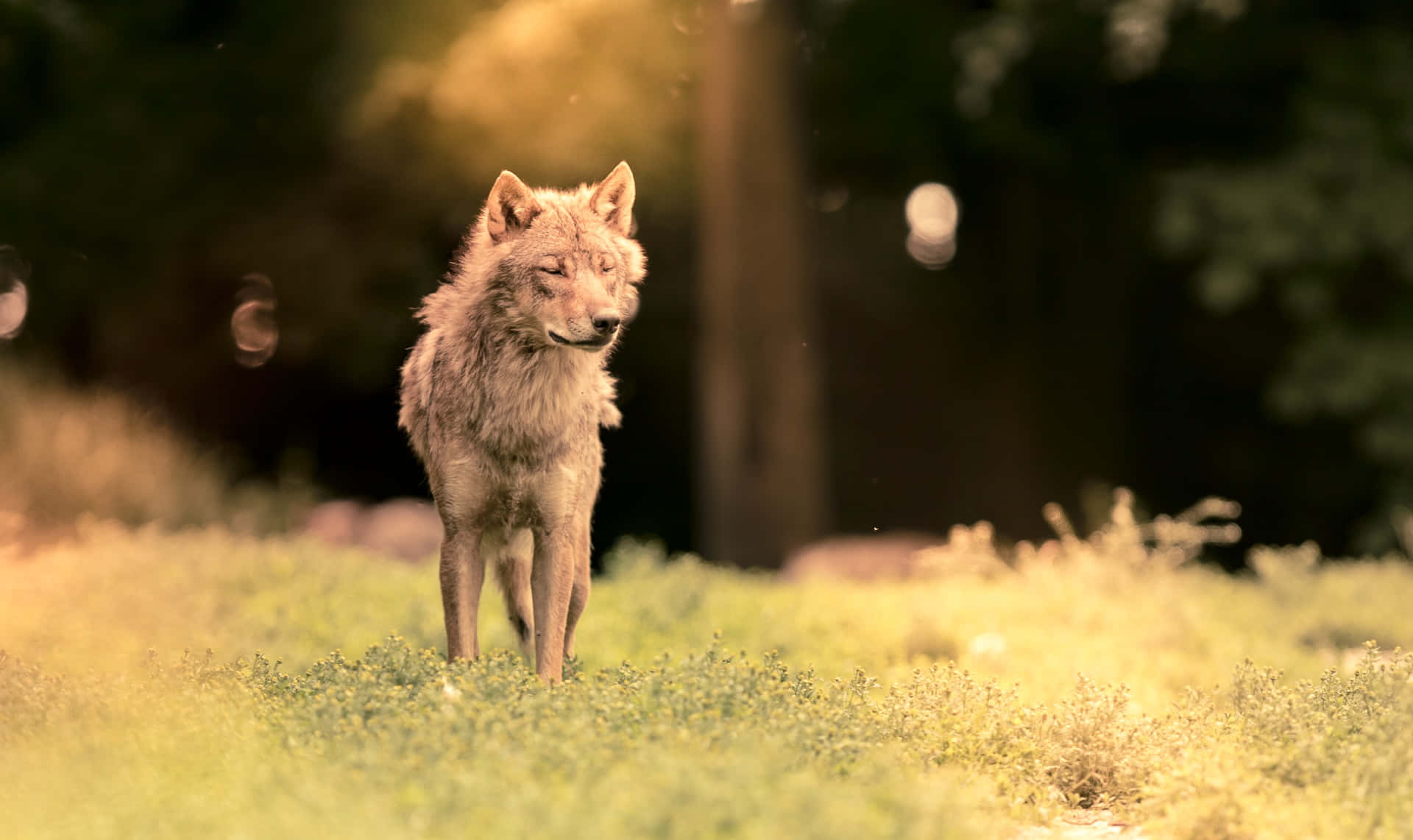 Adorable Wolf Pup In Its Natural Habitat Background