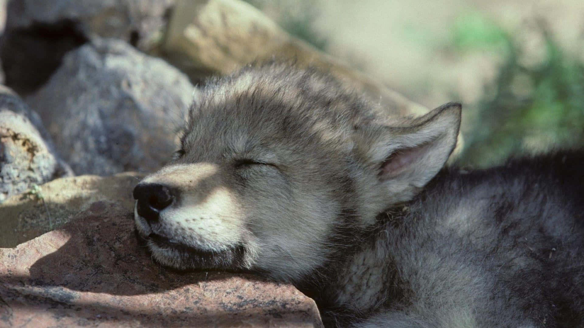 Adorable Wolf Pup In The Wild Background