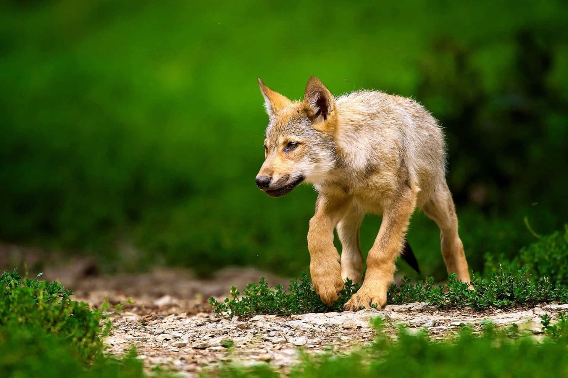 Adorable Wolf Pup In The Wild Background