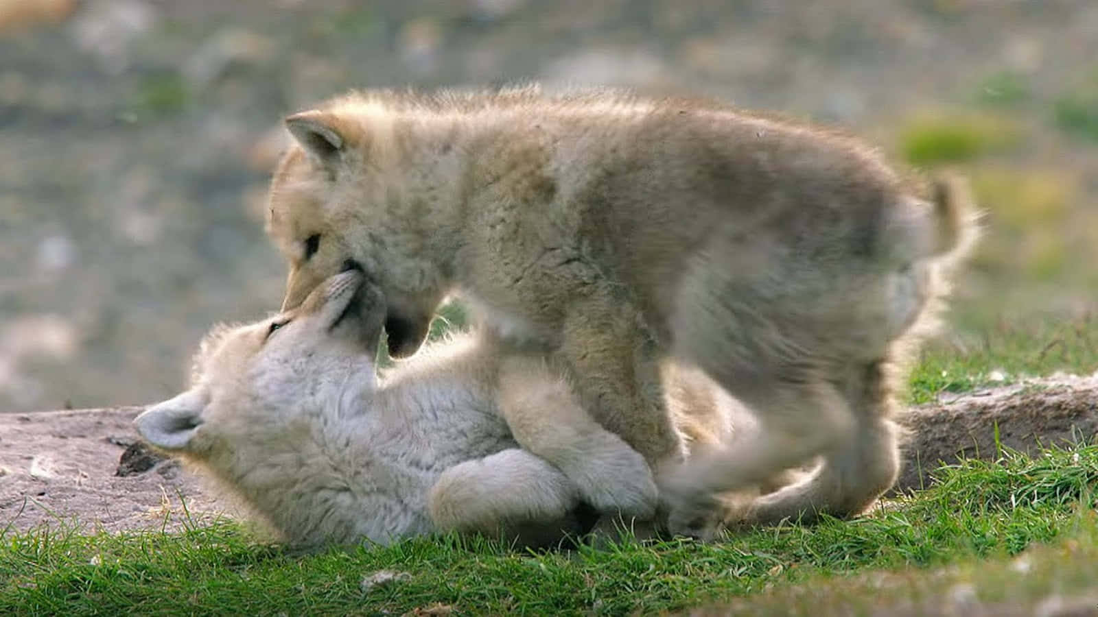 Adorable Wolf Pup In The Wilderness