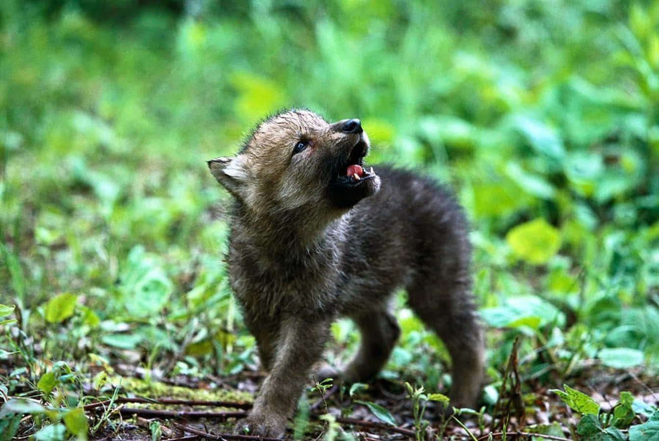 Adorable Wolf Pup Posing In The Wild Background