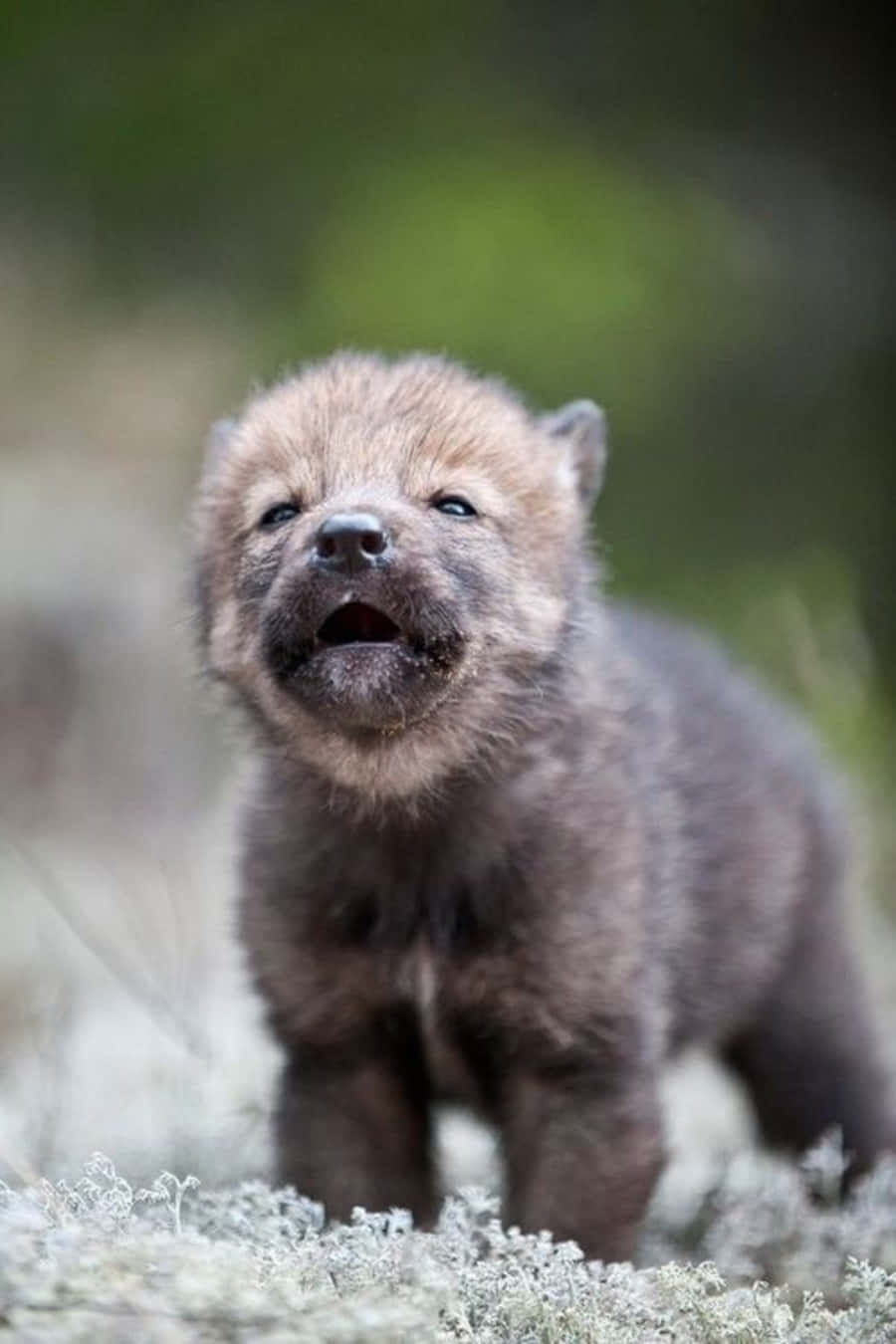 Adorable Wolf Pup Staring Intently Background