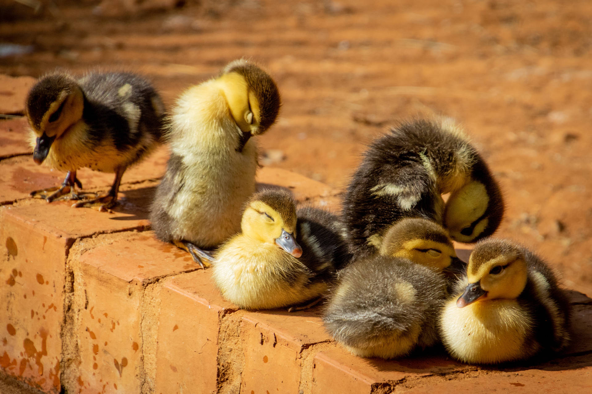 Adorable Yellow Ducklings On A Black Background Background