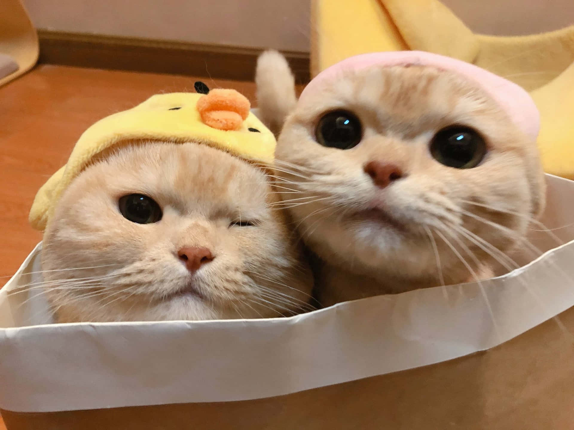 Adorable Yellow Fur Cat Pair Pfp Background