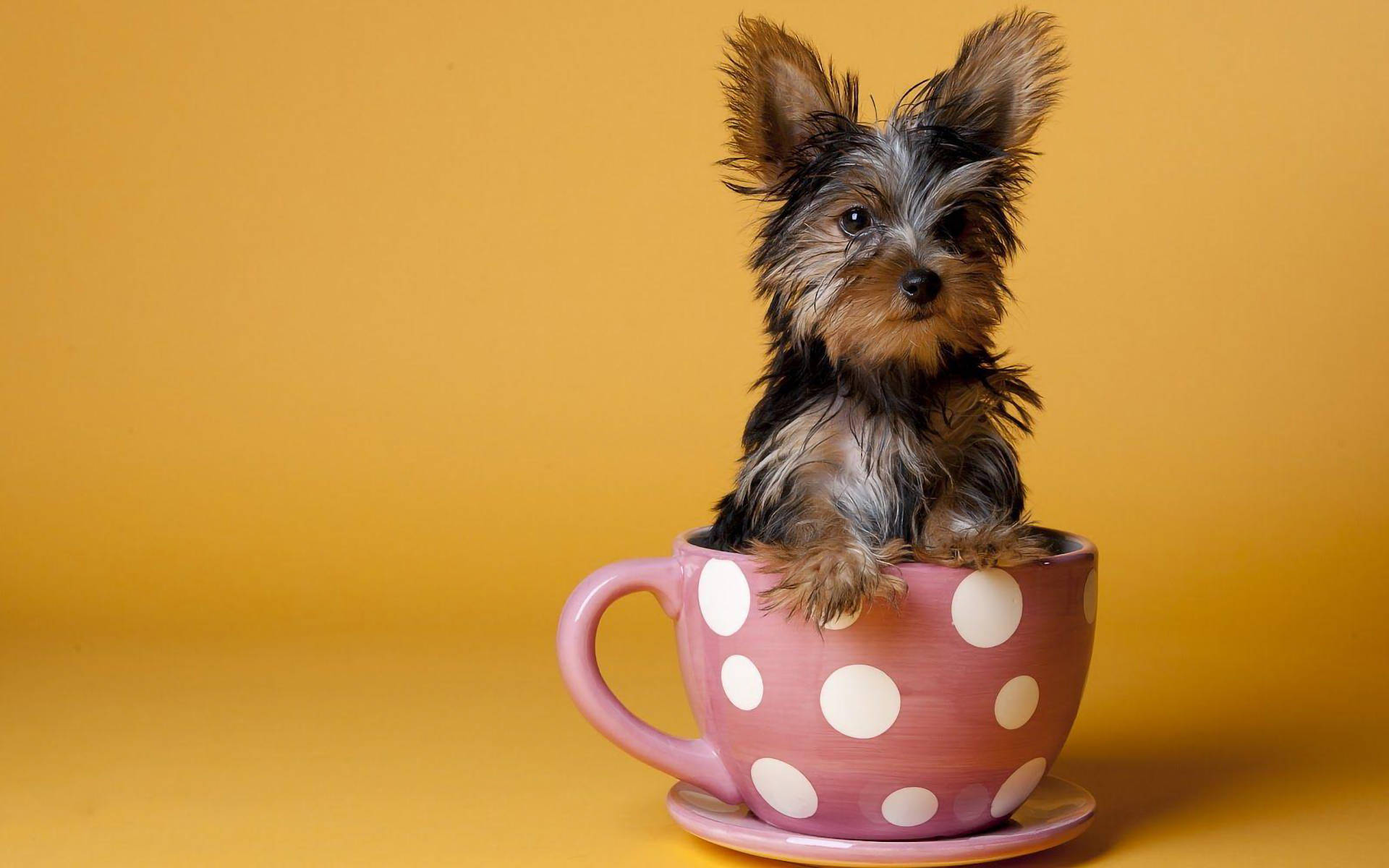 Adorable Yorkie Puppy Sitting In A Teacup Background