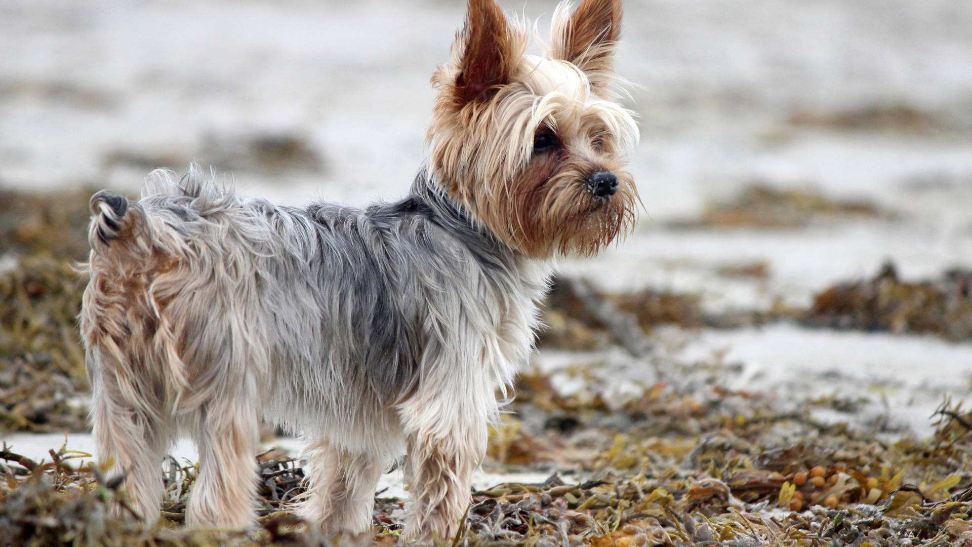 Adorable Yorkshire Terrier Beach Photography Background