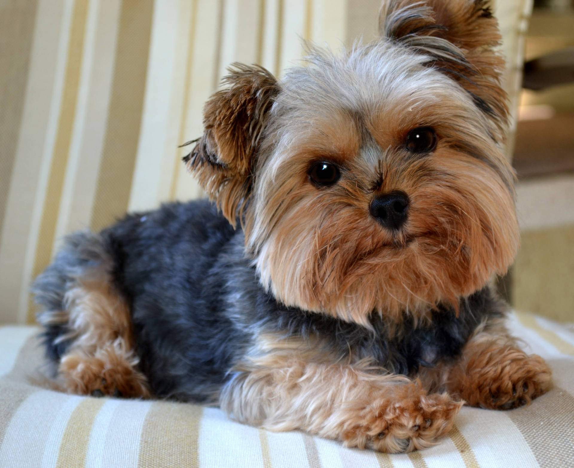 Adorable Yorkshire Terrier Looking At Camera Background