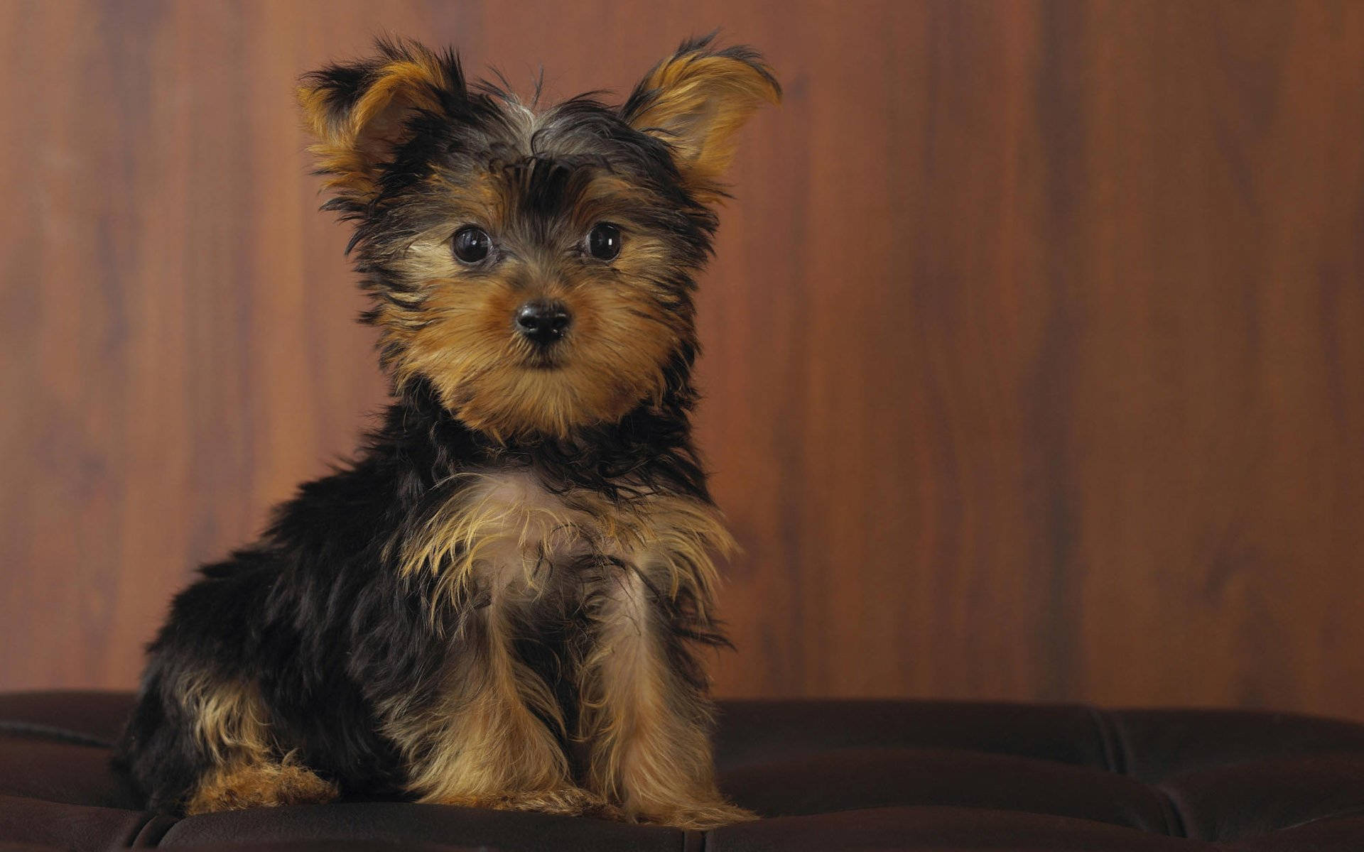 Adorable Yorkshire Terrier Puppy In High Definition Photography Background