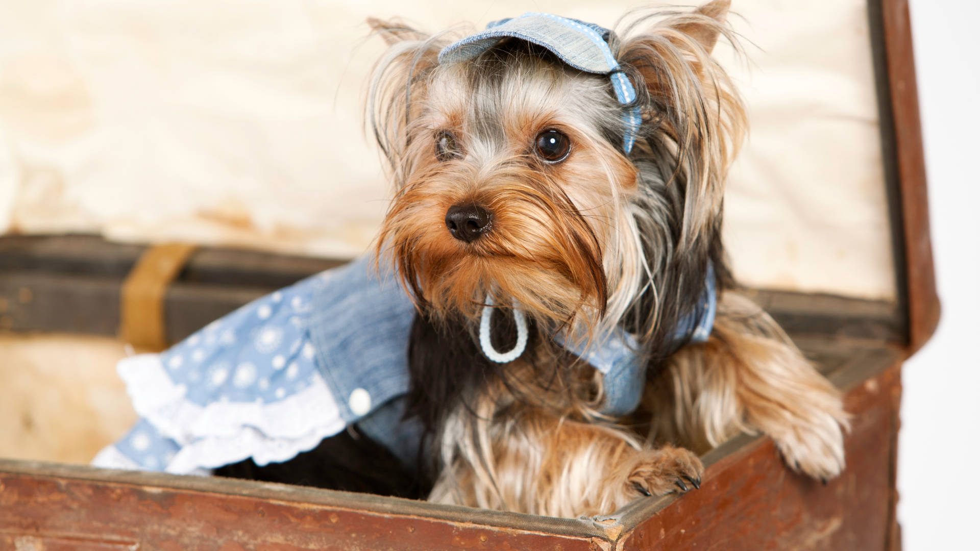 Adorable Yorkshire Terrier Wearing Denim Background