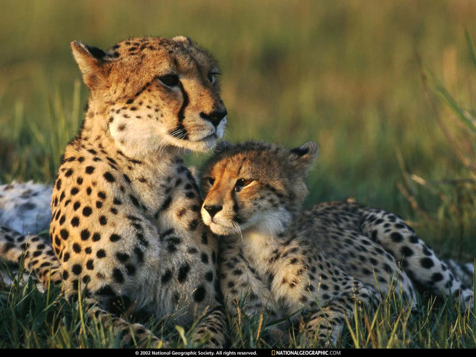 Adorably Playful - A Baby Cheetah
