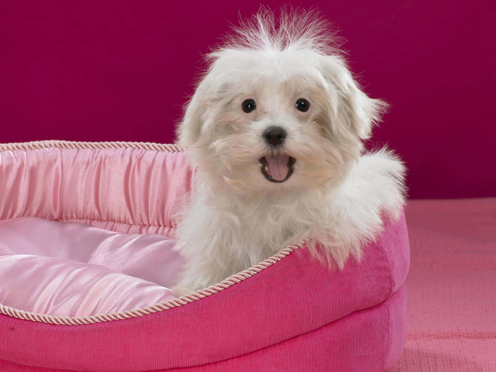 Adorably Soft And Fluffy Pink Puppies