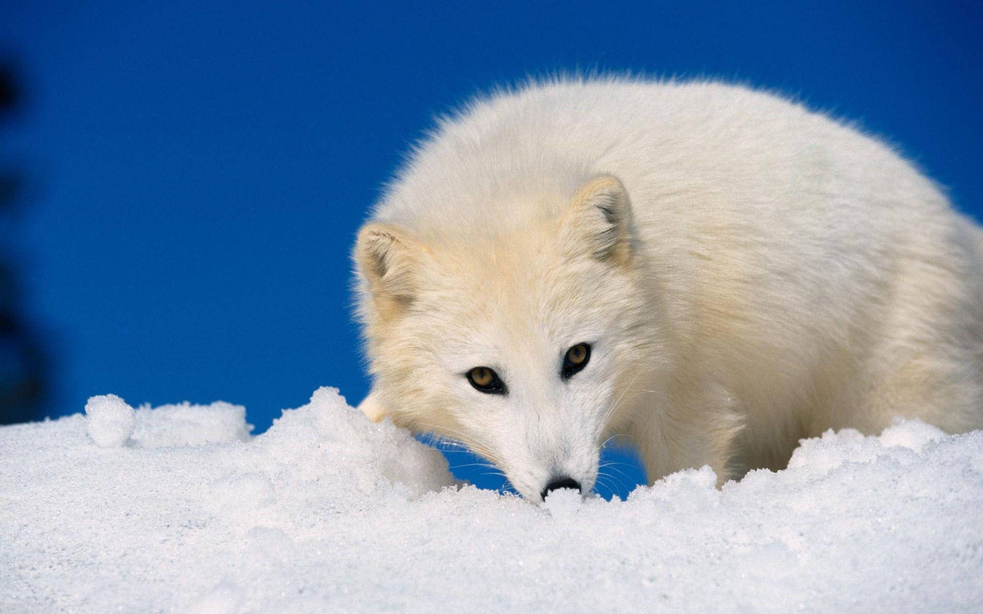Adult Arctic White Fox Background