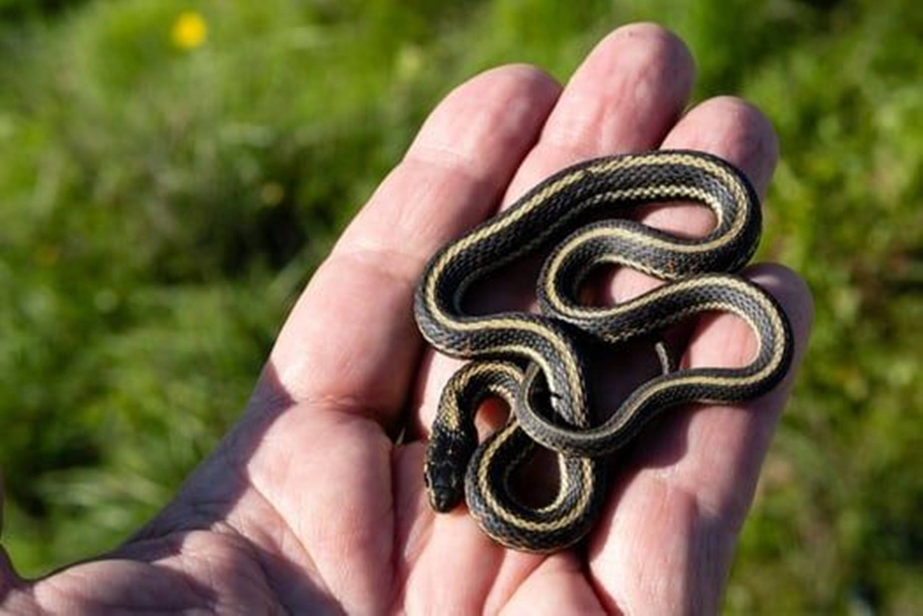 Adult Common Garter Snake