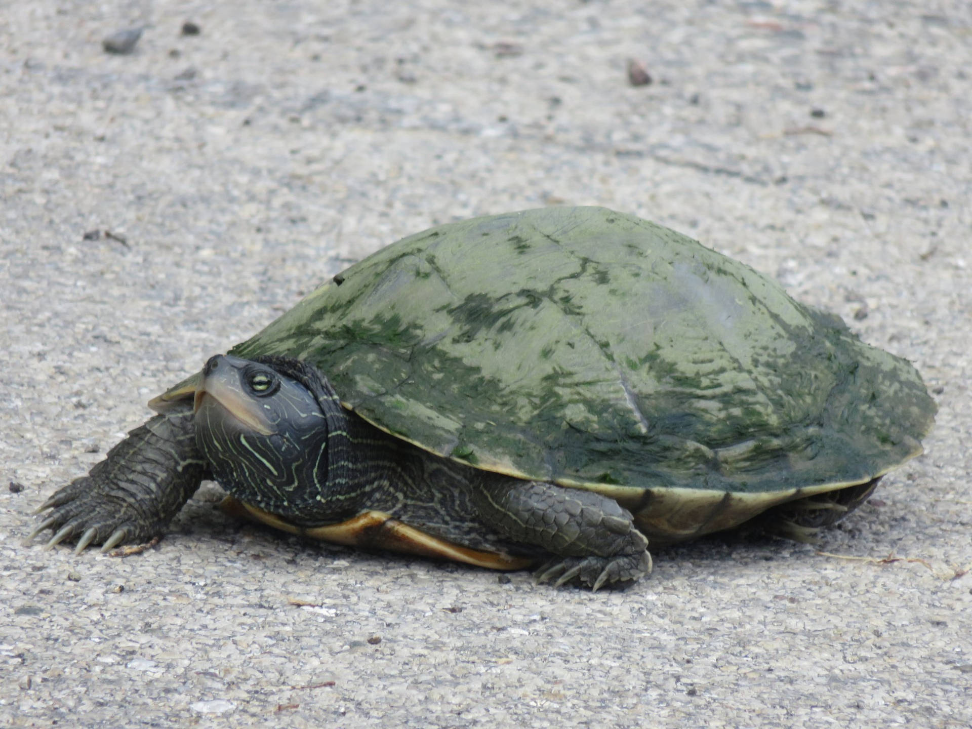 Adult Female Common Map Turtle Background