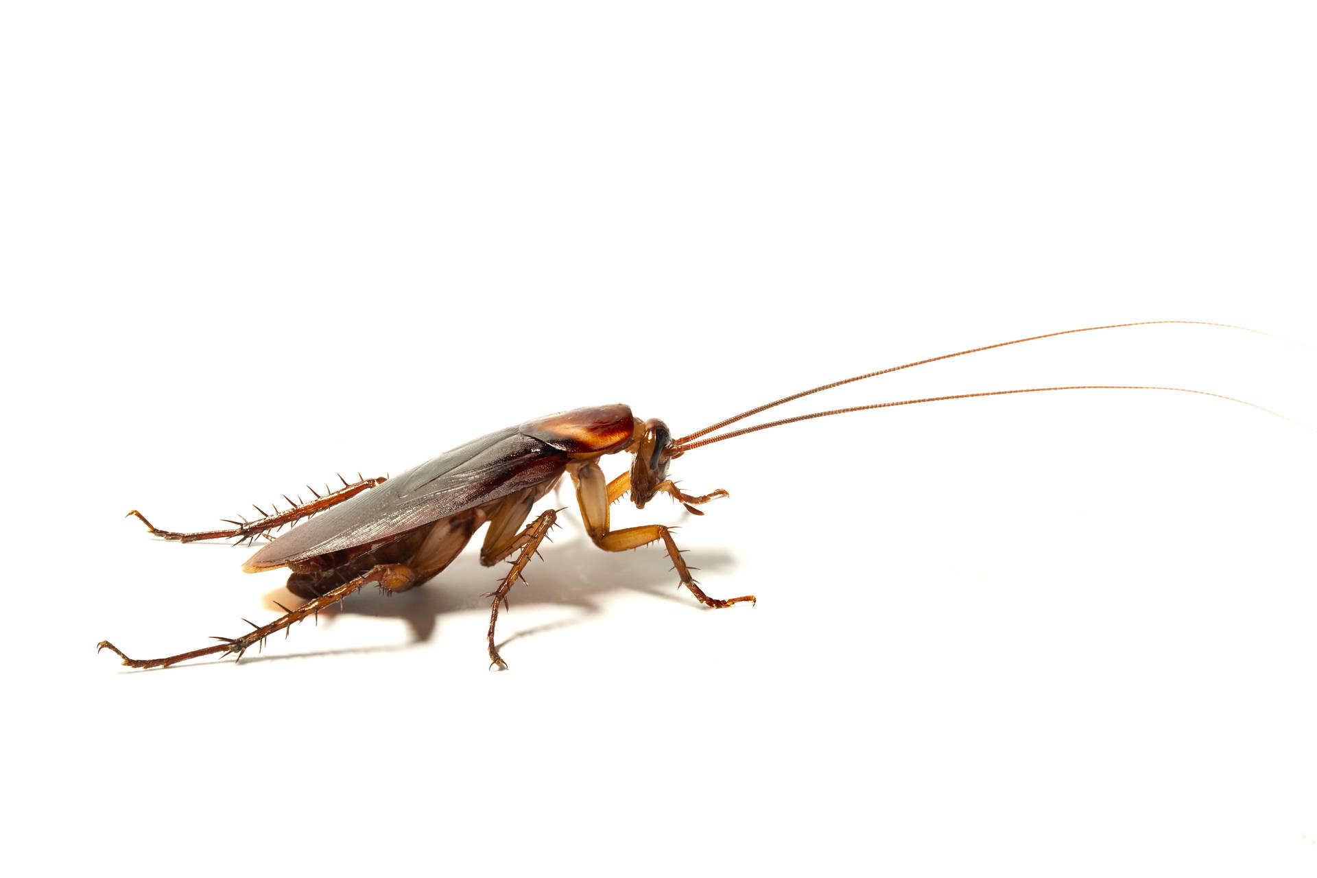 Adult German Cockroach Background