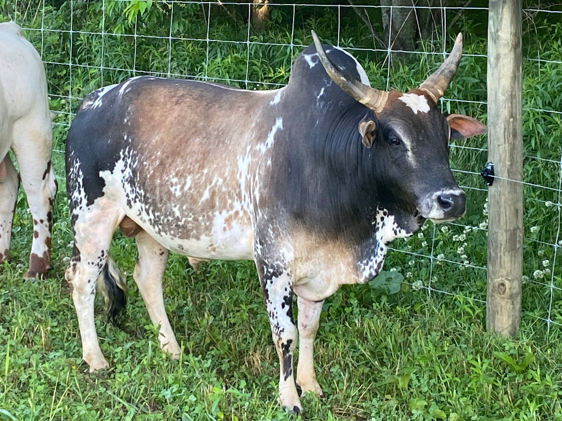 Adult Gezerat Zebu Cattle Background