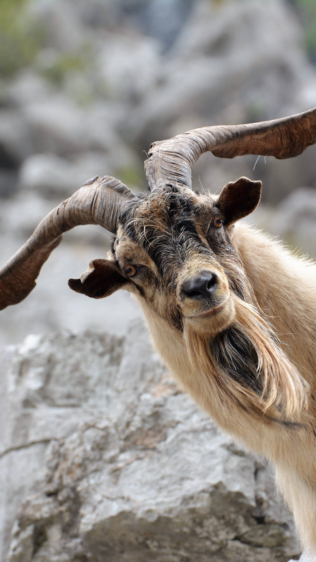 Adult Goat In Mountain
