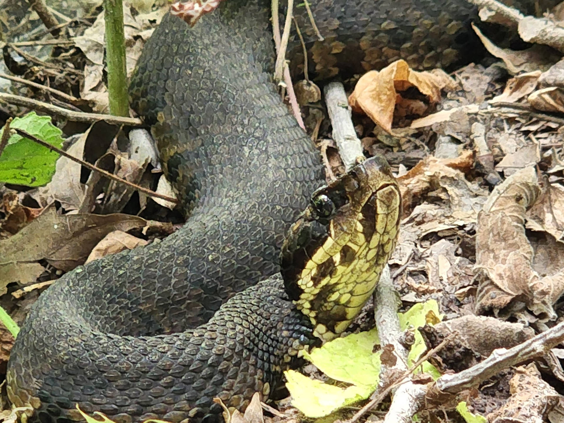 Adult Green Florida Cottonmouth