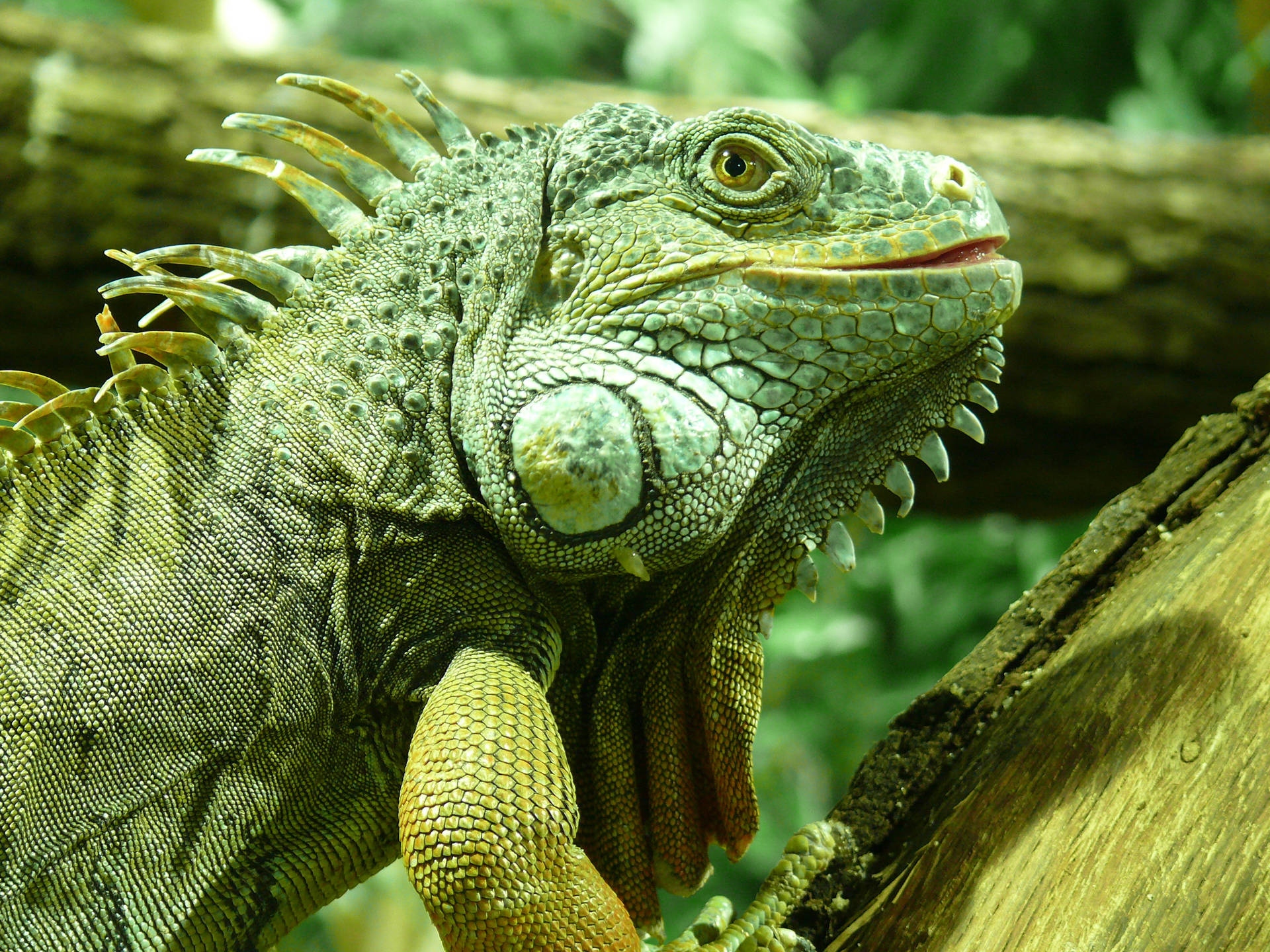 Adult Green Iguana On A Tree Background