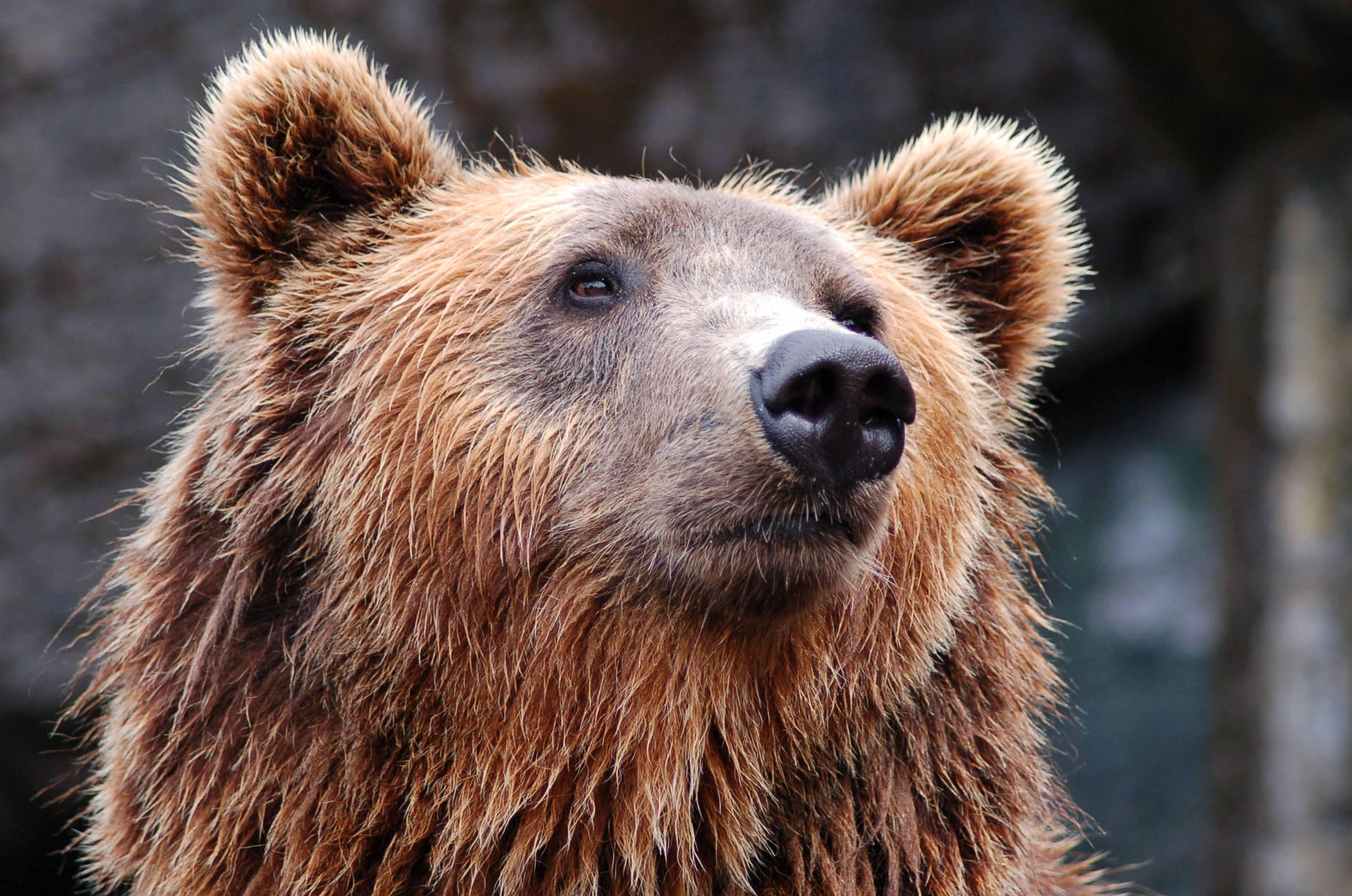 Adult Grizzly Brown Bear Background