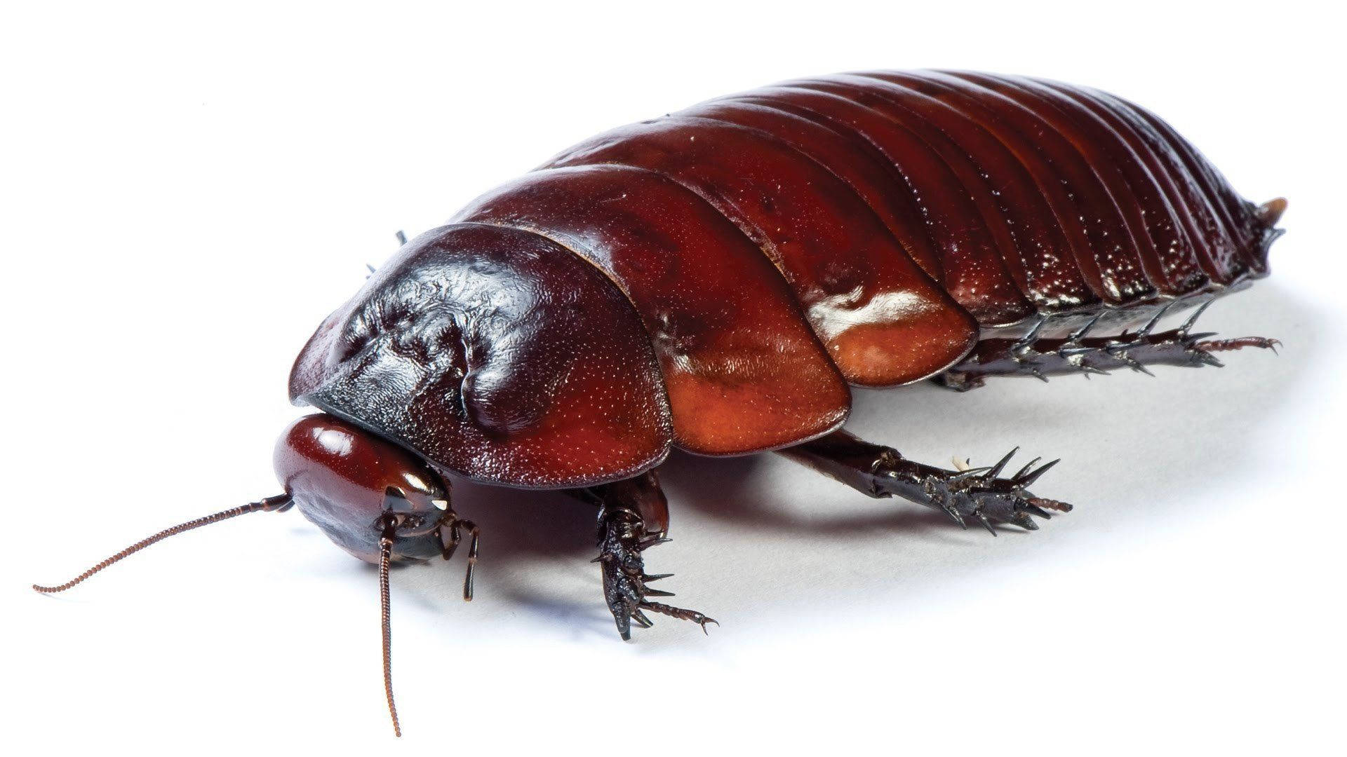 Adult Light Brown Oriental Cockroach