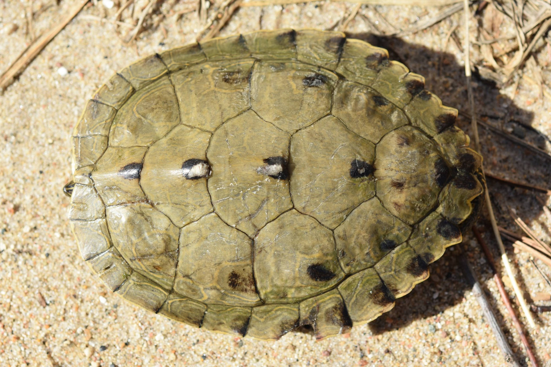 Adult Male False Map Turtle Carapace Background