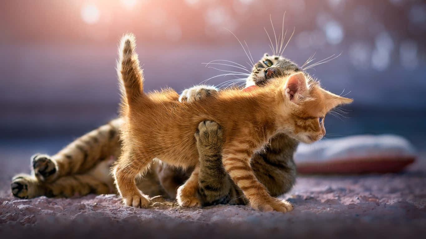 Adult Tabby Cat Hugs Cute Kitten Background