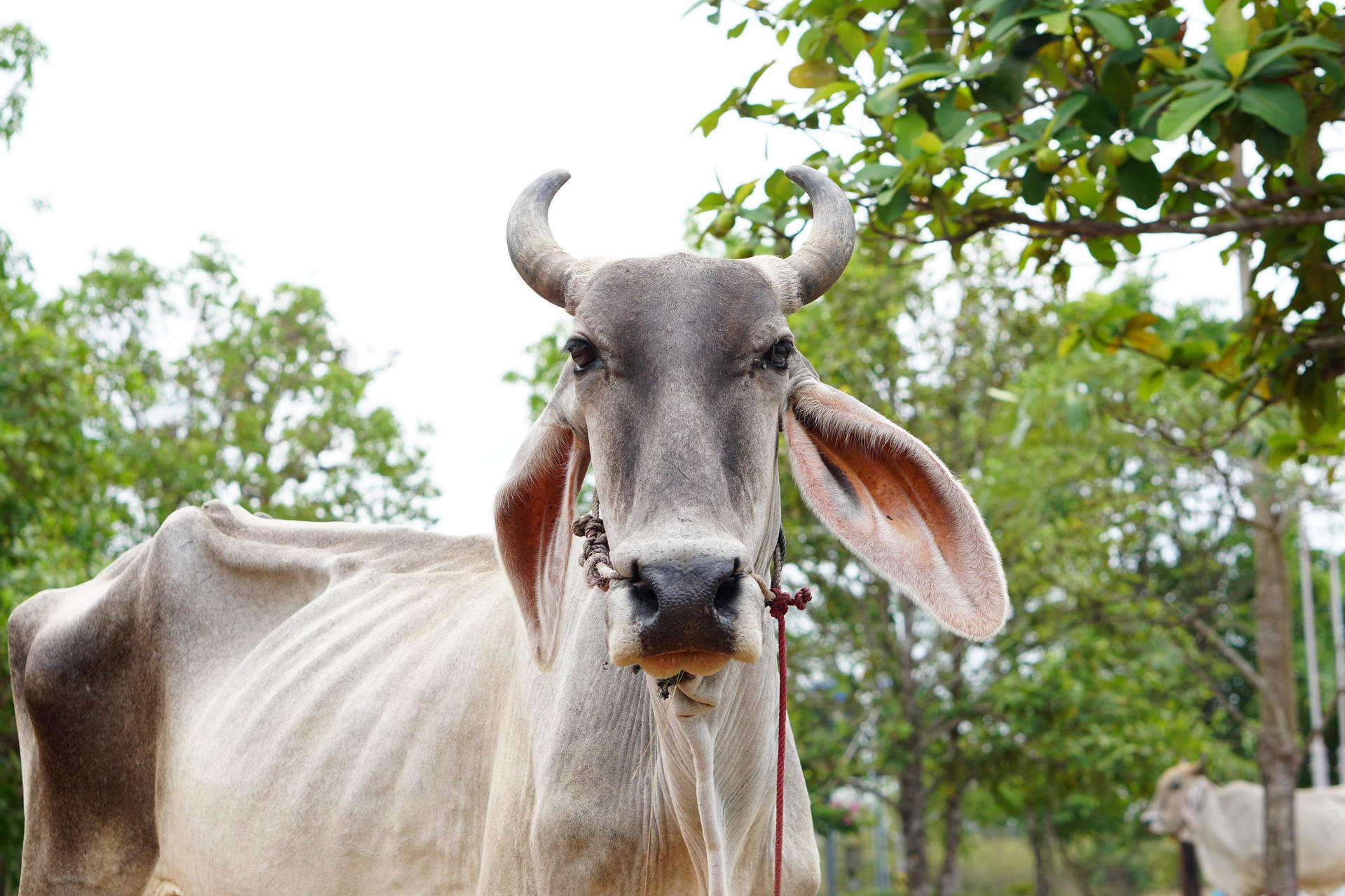 Adult White Nelore Zebu Cow