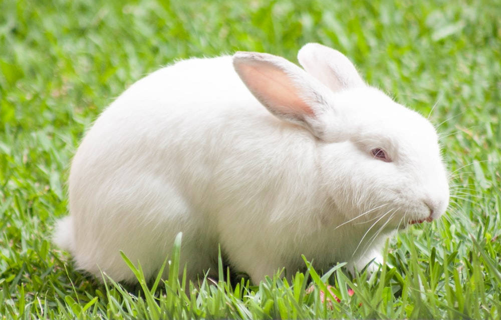 Adult White Rabbit Background