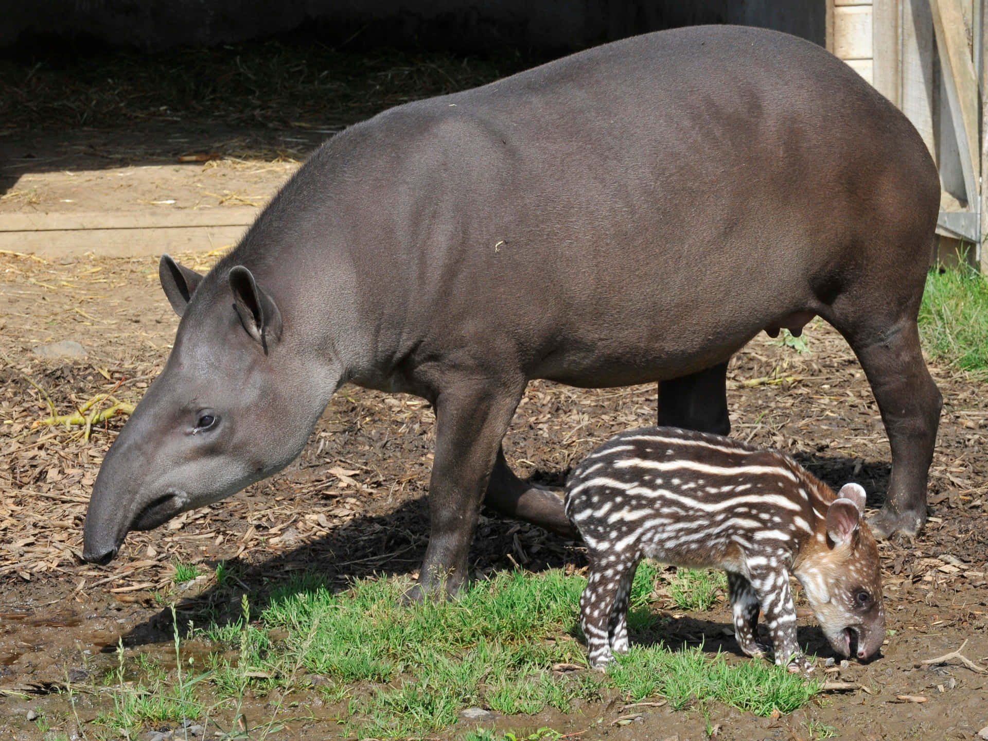 Adultand Baby Tapir Grazing.jpg Background