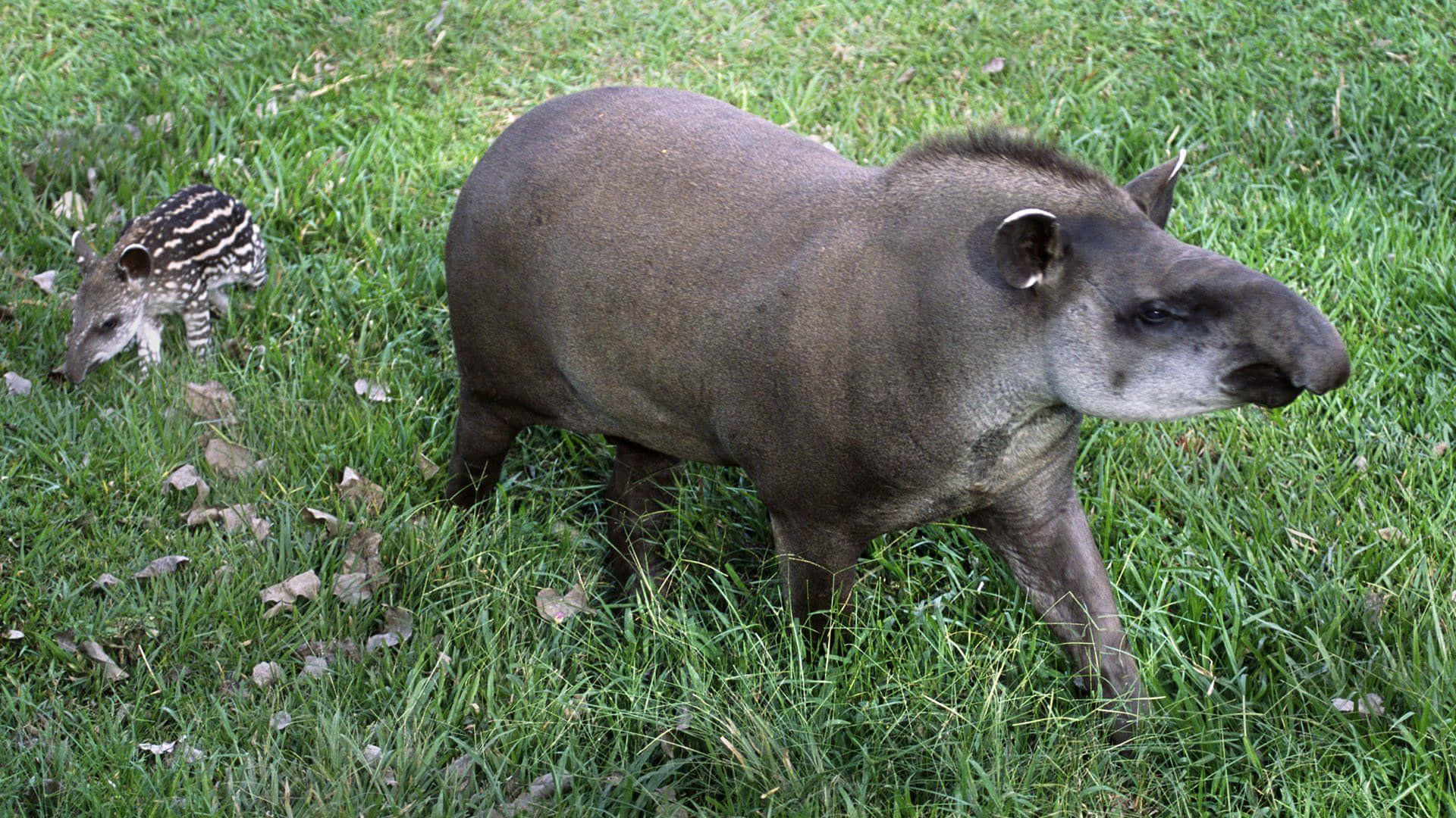 Adultand Baby Tapirin Grass