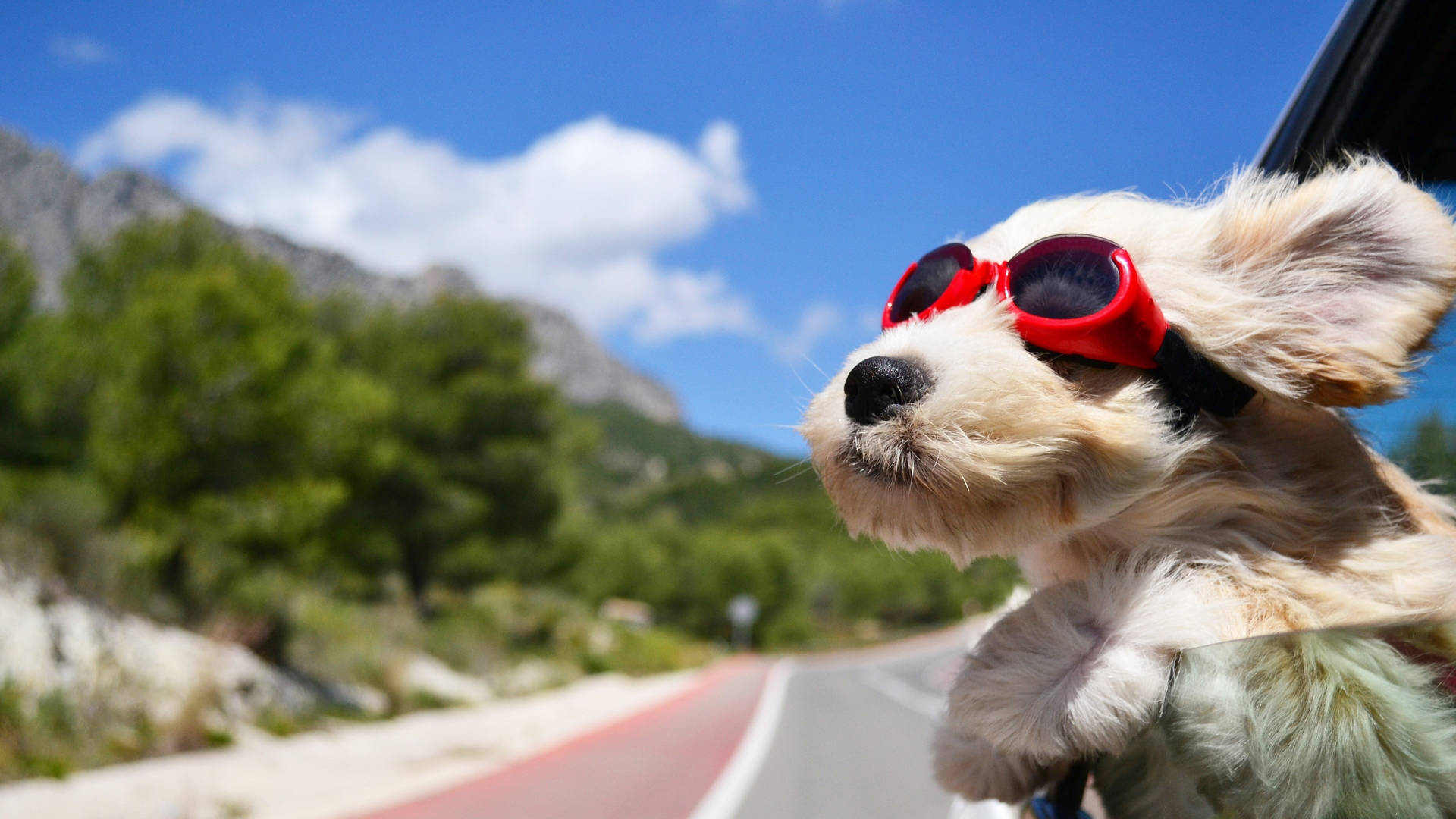 Adventure Pup Road Trip Background