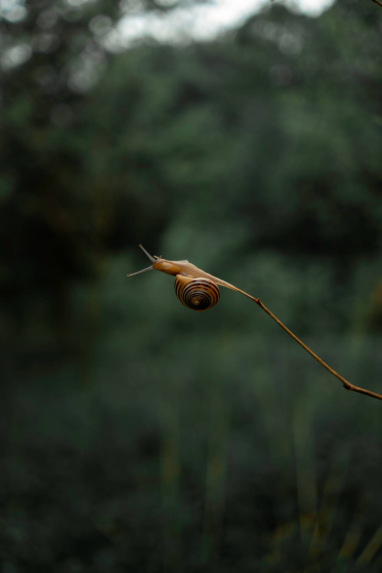 Adventurous Brown Snail Background