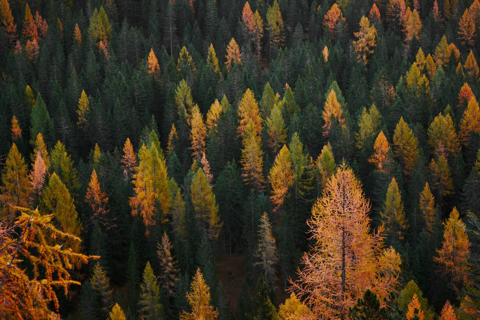 Aerial Autumn Evergreen Forest Background