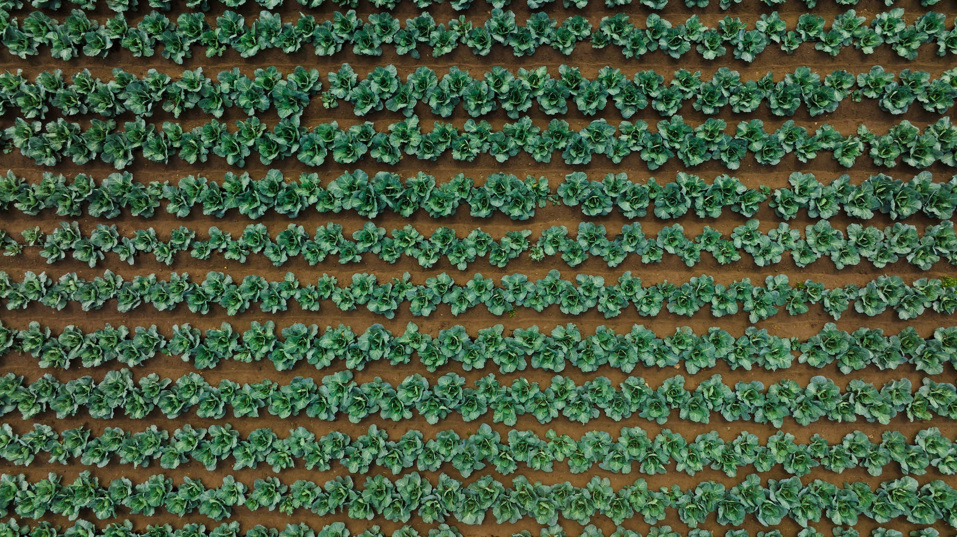 Aerial Cabbage Background