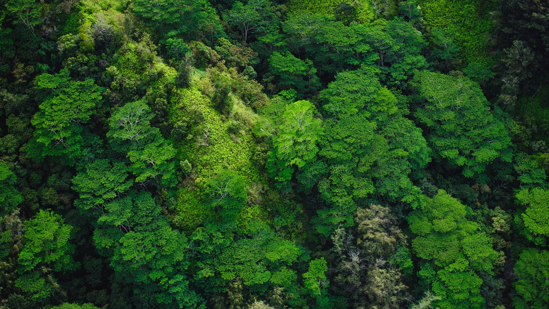 Aerial Forest View