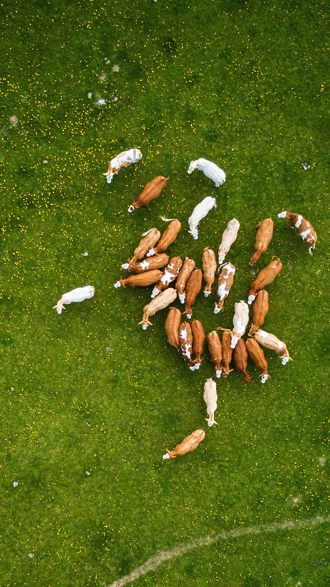 Aerial Photo Of Cow Animals On A Farm Background