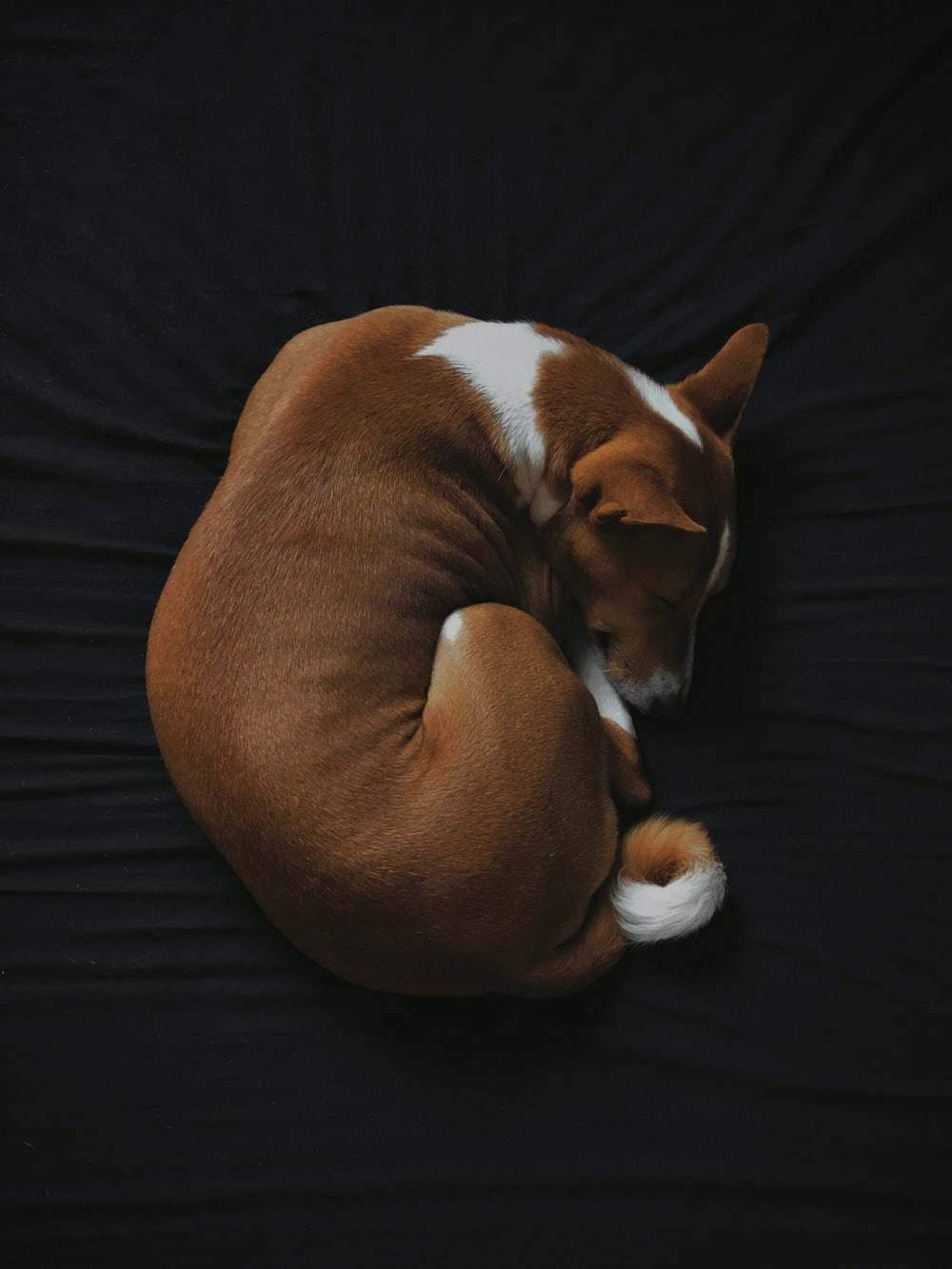 Aerial Shot Of A Sleeping Dog