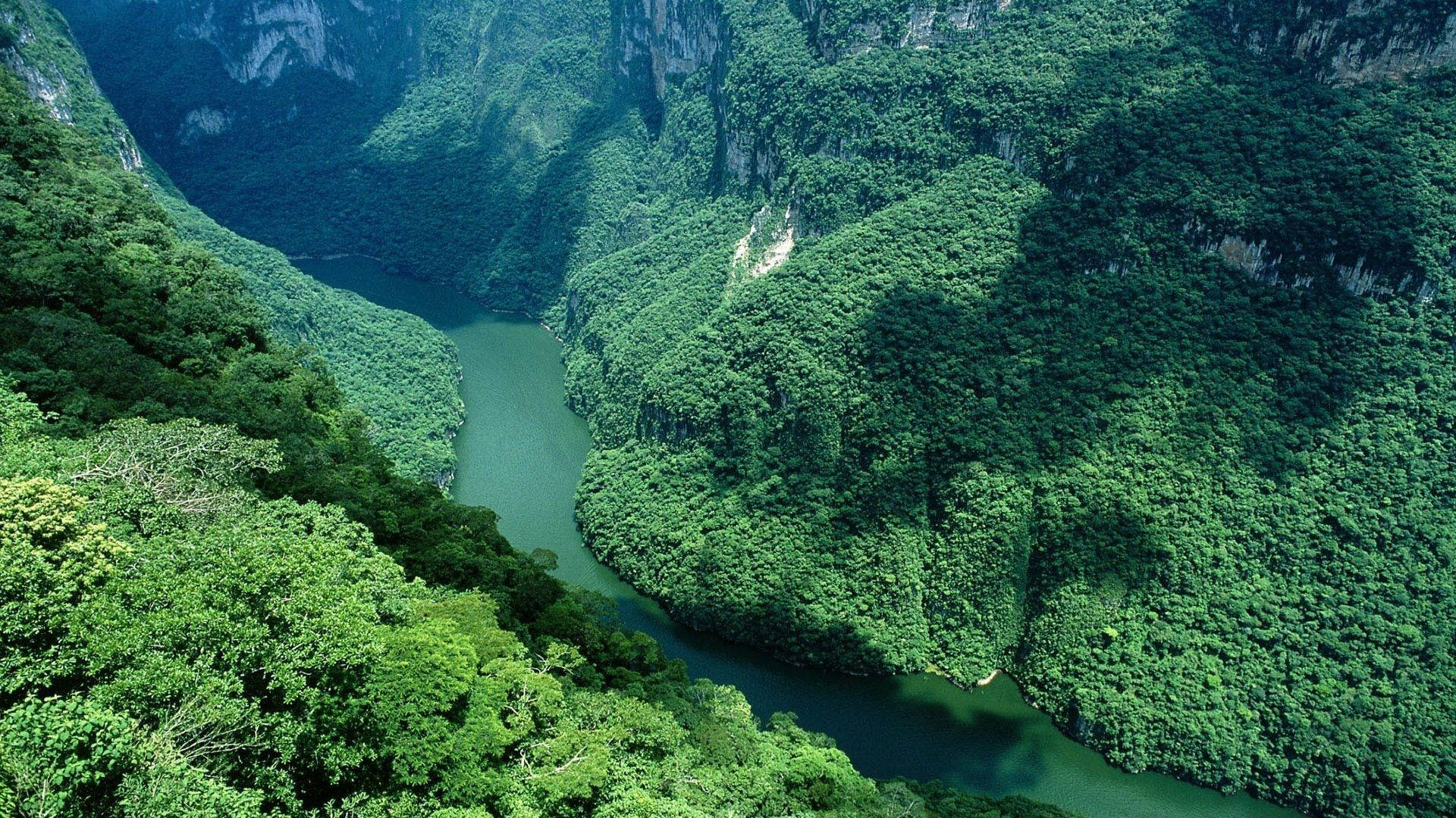 Aerial View Of Amazonas River Background