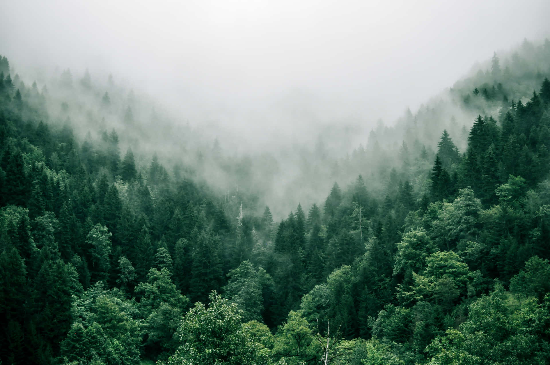 Aerial View Of Foggy Jungle Desktop Background