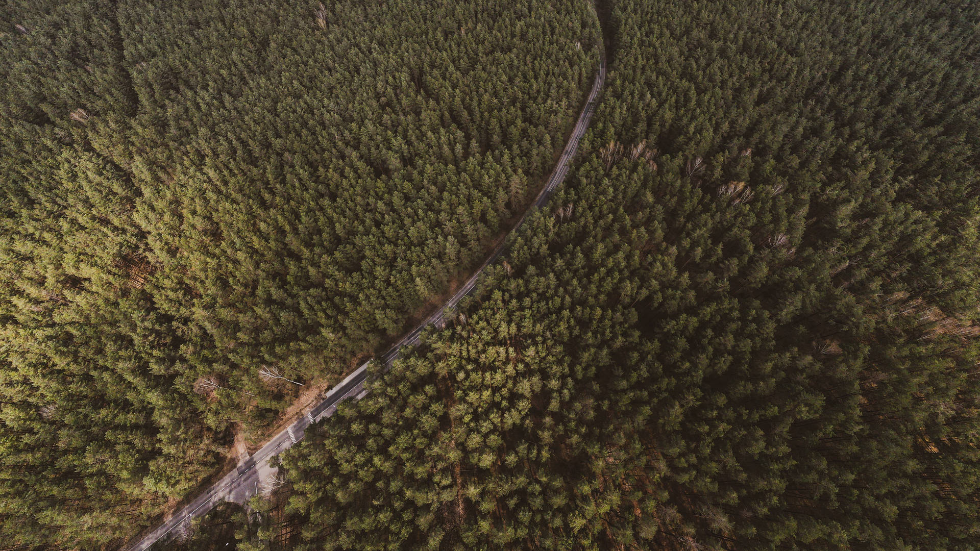 Aerial View Of Forest In Lithuania Background