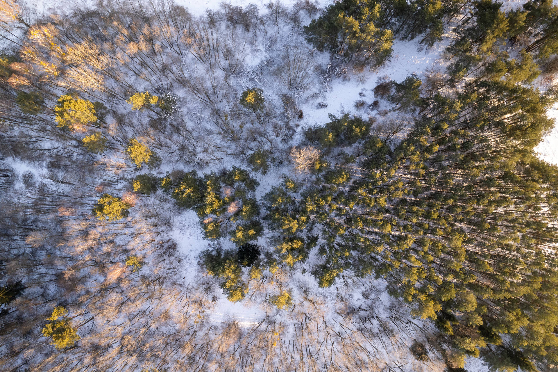 Aerial View Of Snowy Forest In Lithuania Background