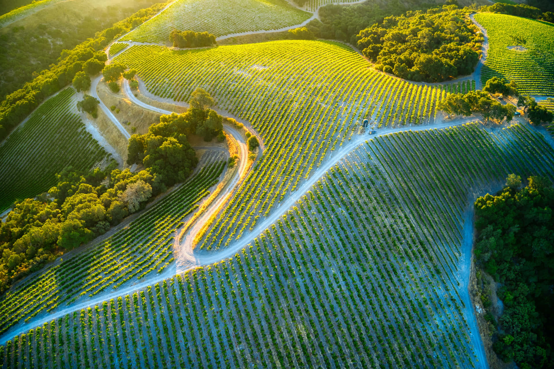 Aerial View Of Vineyards In California Background