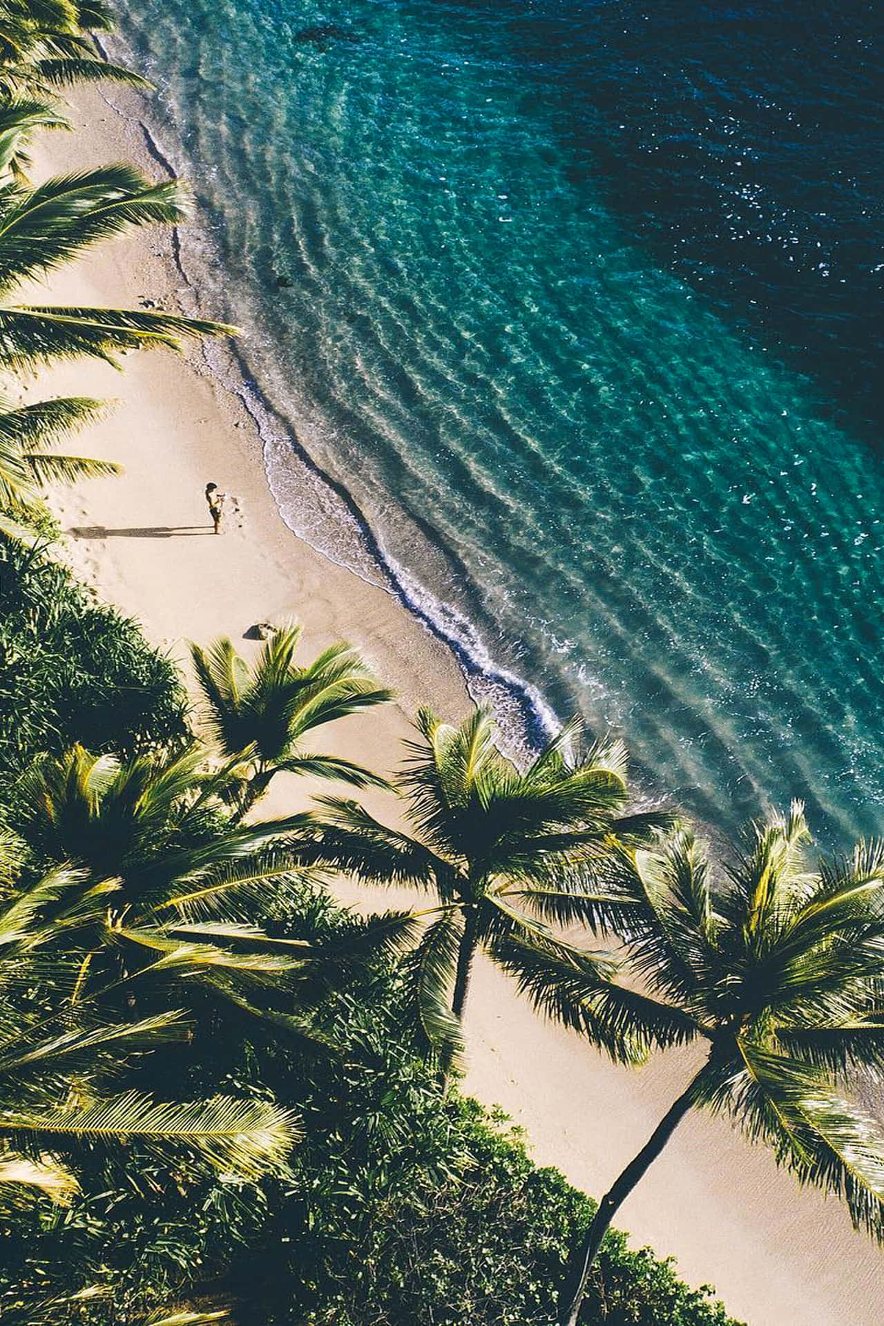 Aerial View Palm Tree Beach Hawaii Aesthetic Background