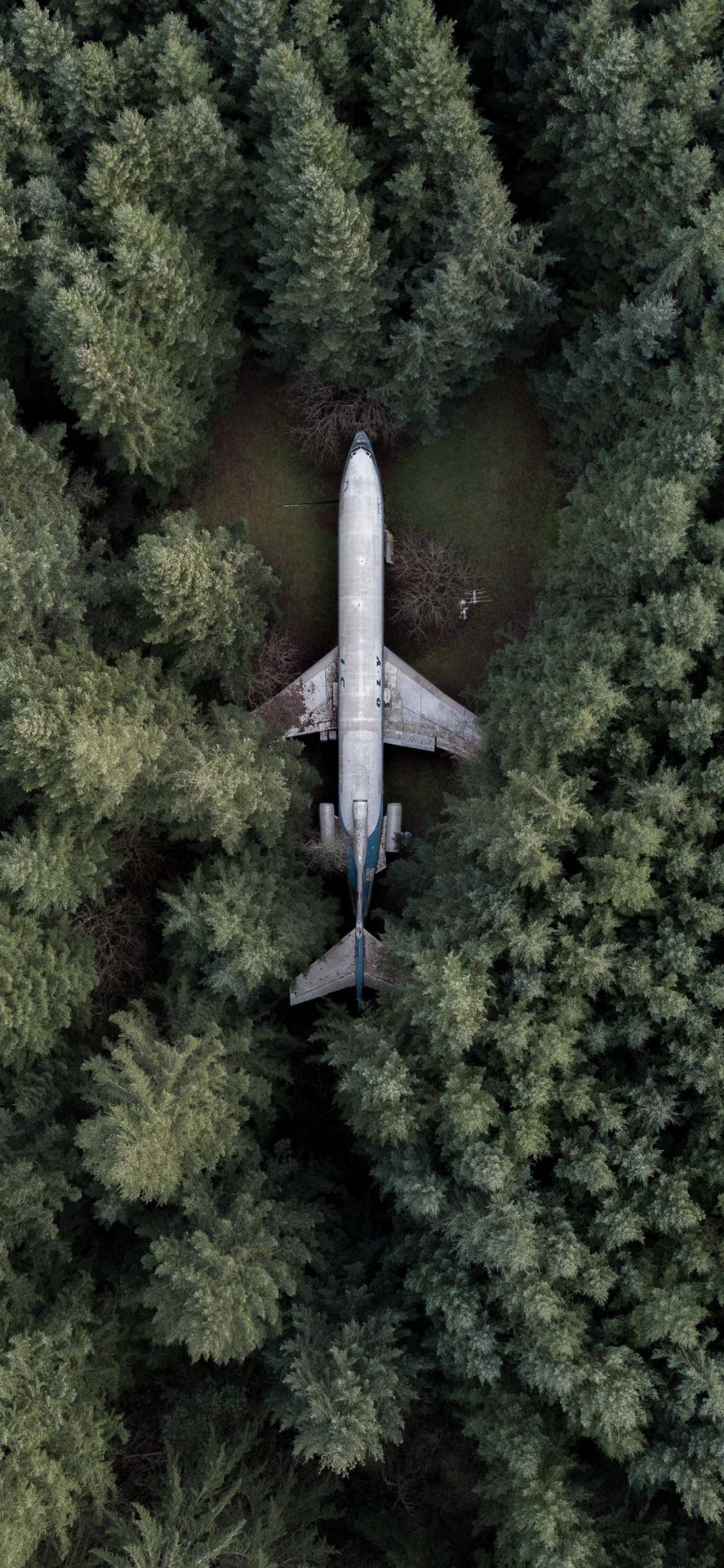 Aeroplane Pine Trees